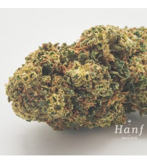 Hanfblüte Mango Kush Makro