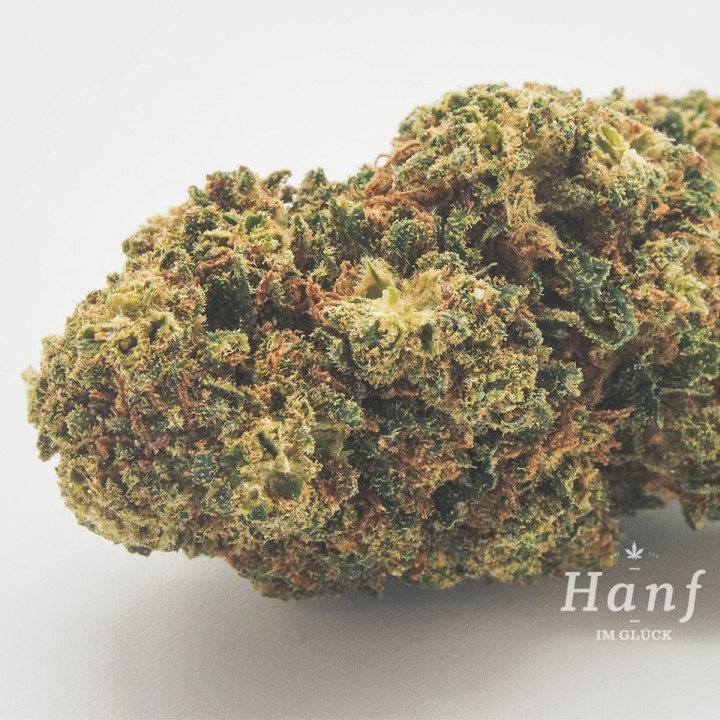 Mango CBD  Hanfblüte