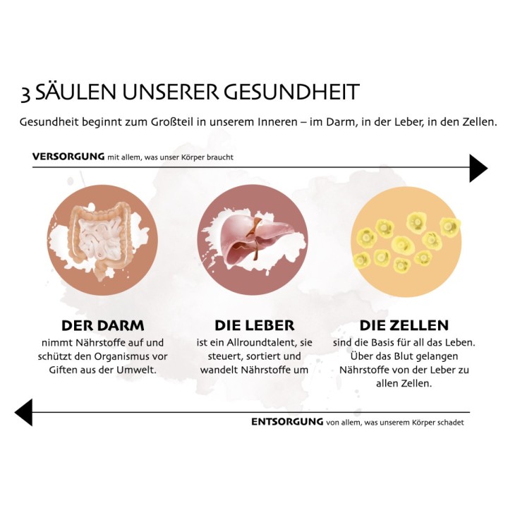 3 Säulen des Stoffwechsels