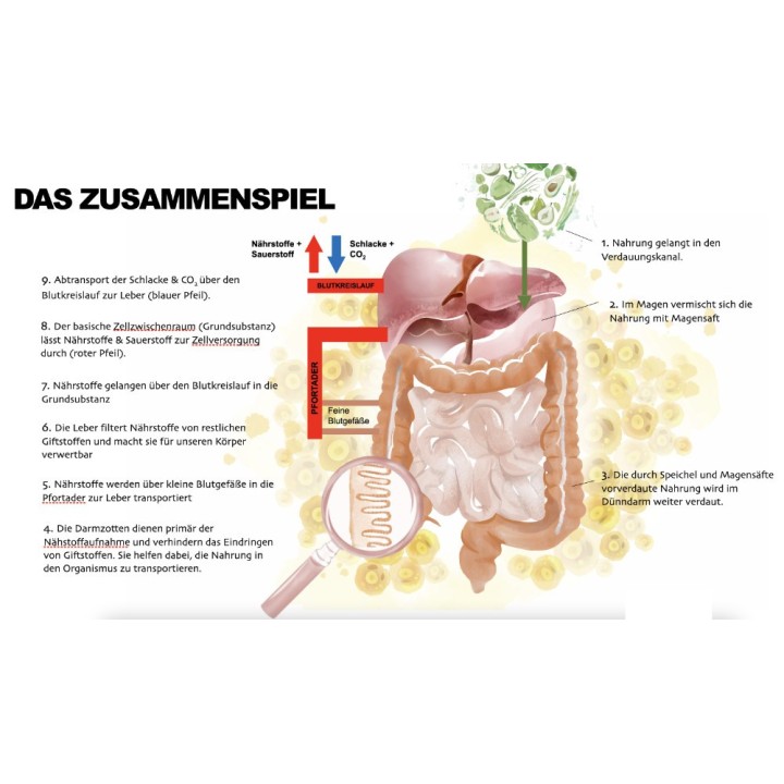 Stoffwechselfunktionen